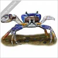Blue Land Crab stock image
