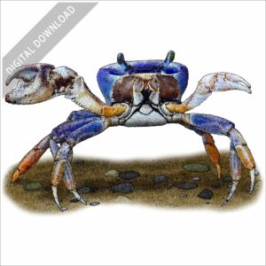 Blue Land Crab stock image