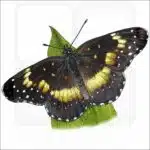 Bordered Patch Butterfly illustration