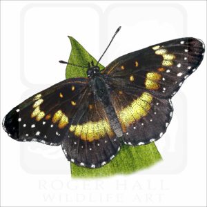Bordered Patch Butterfly illustration