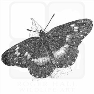 Bordered Patch Butterfly