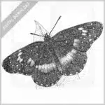 Bordered Patch Butterfly