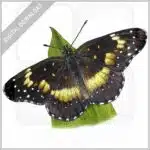 Bordered Patch Butterfly stock image