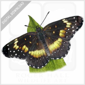 Bordered Patch Butterfly stock image