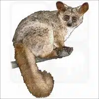 Brown Greater Galago illustration