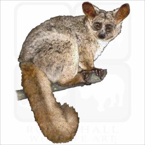 Brown Greater Galago illustration