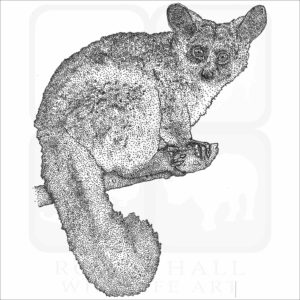 Brown Greater Galago