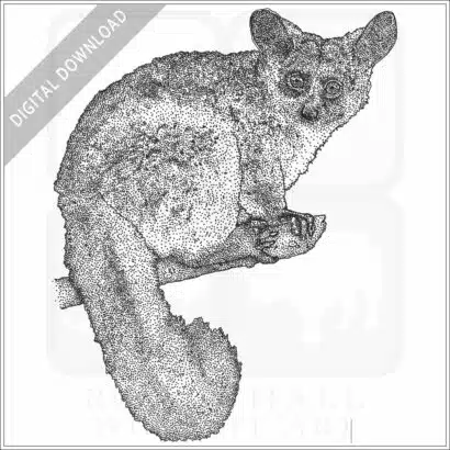 Brown Greater Galago