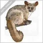 Brown Greater Galago stock image