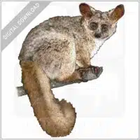 Brown Greater Galago stock image