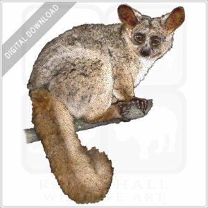Brown Greater Galago stock image