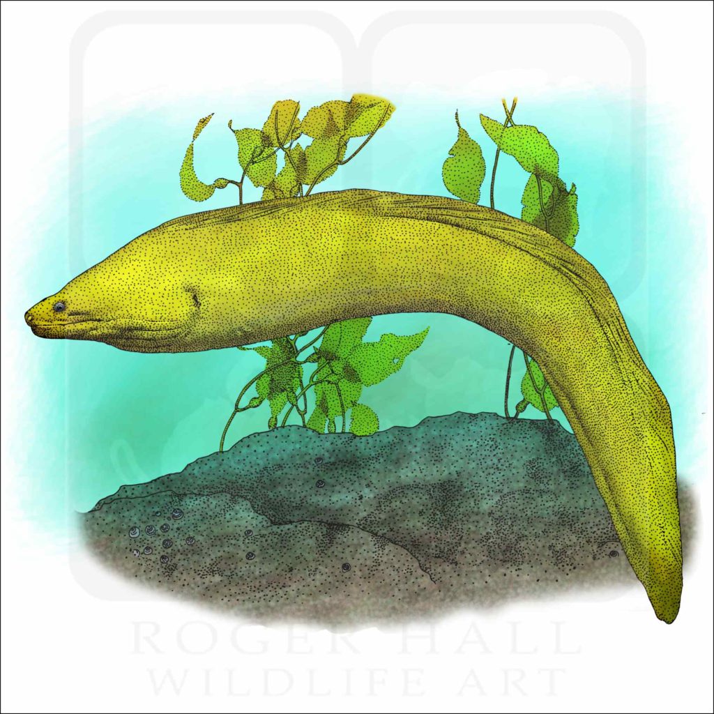 California Moray Eel - Signed Fine Art Print
