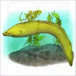 California Moray Eel illustration