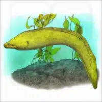 California Moray Eel illustration