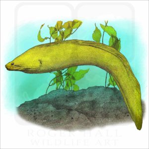 California Moray Eel illustration