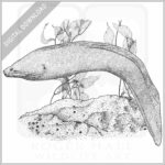 California Moray Eel