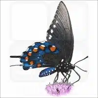 California Pipevine Swallowtail Butterfly illustration
