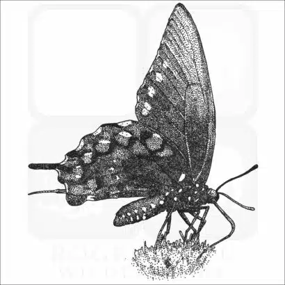 California Pipevine Swallowtail Butterfly