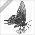 California Pipevine Swallowtail Butterfly