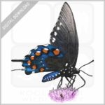 California Pipevine Swallowtail Butterfly illustration