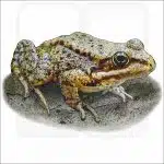 Cascade Frog illustration