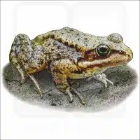 Cascade Frog illustration