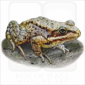 Cascade Frog illustration