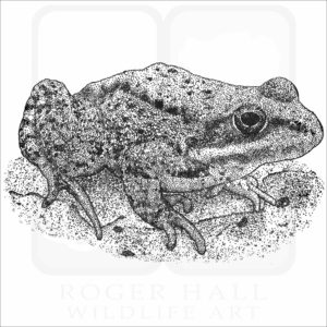 Cascade Frog