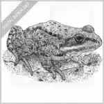 Cascade Frog