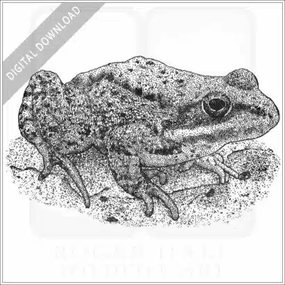 Cascade Frog