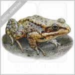 Cascade Frog stock image