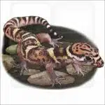 Central American Banded Gecko illustration