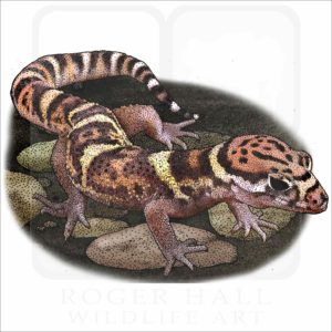Central American Banded Gecko illustration