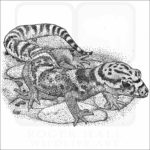 Central American Banded Gecko