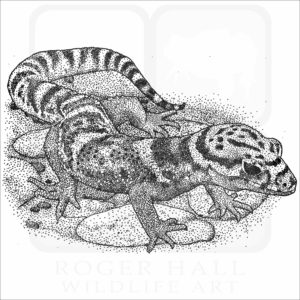 Central American Banded Gecko