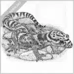 Central American Banded Gecko