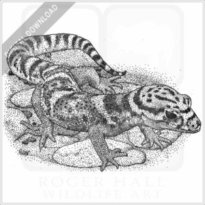 Central American Banded Gecko