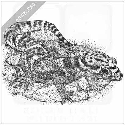 Central American Banded Gecko