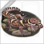 Central American Banded Gecko stock image