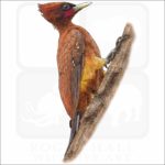 Chestnut Woodpecker image