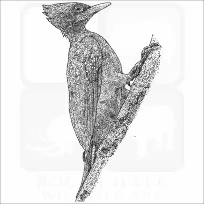 Chestnut Woodpecker