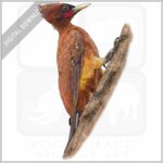 Chestnut Woodpecker stock image