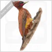 Chestnut Woodpecker stock image