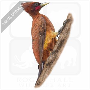 Chestnut Woodpecker stock image