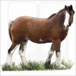 Clydesdale Horse illustration