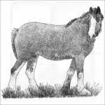 Clydesdale Horse