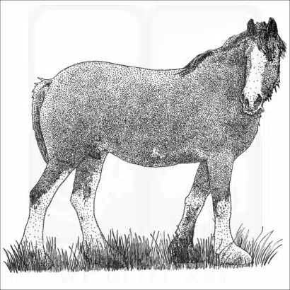 Clydesdale Horse