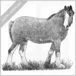 Clydesdale Horse