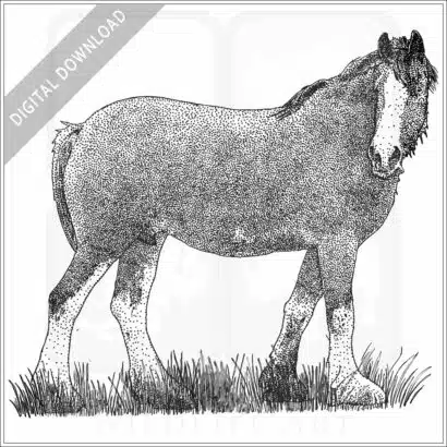 Clydesdale Horse