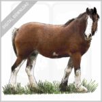 Clydesdale Horse stock image